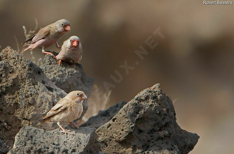 Trumpeter Finch, drinks