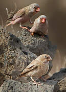 Trumpeter Finch