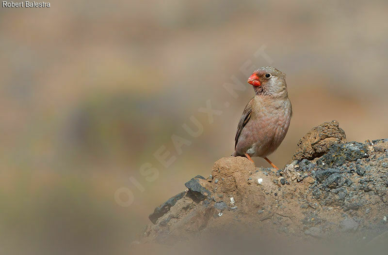 Trumpeter Finch male