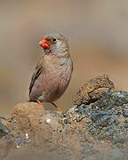 Trumpeter Finch