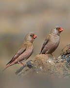 Trumpeter Finch