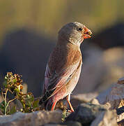 Trumpeter Finch