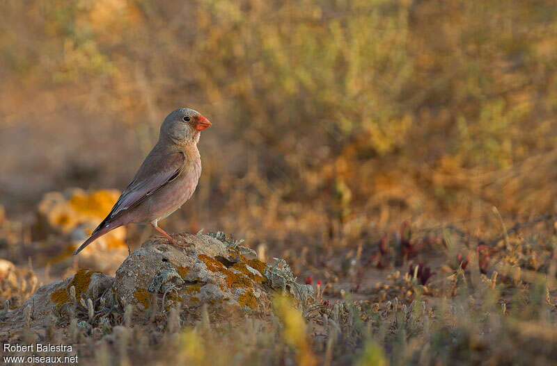 Trumpeter Finch male adult breeding, identification