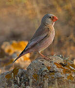 Trumpeter Finch