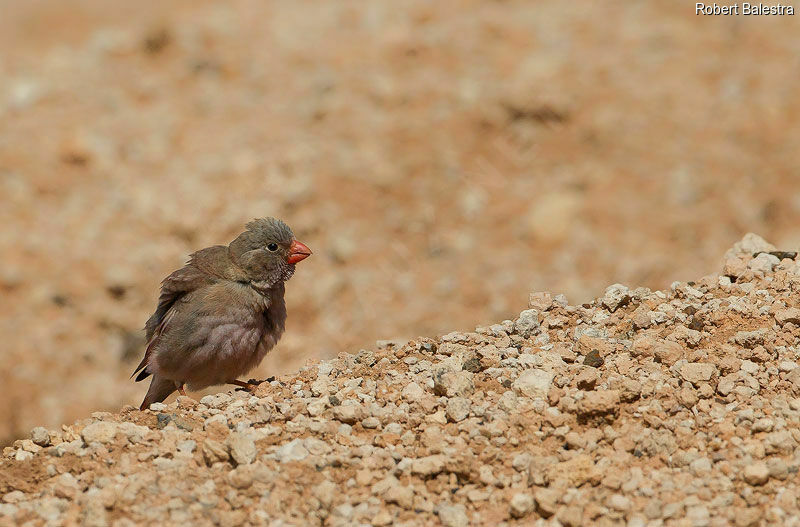 Trumpeter Finch male