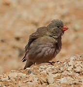 Trumpeter Finch