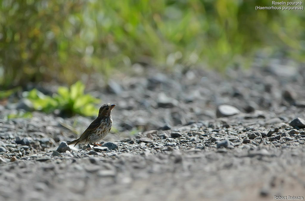 Purple Finch