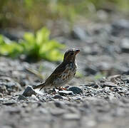 Purple Finch