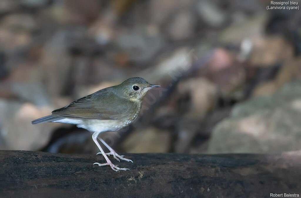 Siberian Blue Robin