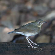 Siberian Blue Robin