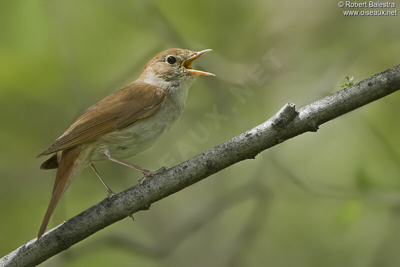 Common Nightingale