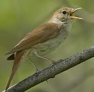 Common Nightingale