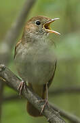 Common Nightingale