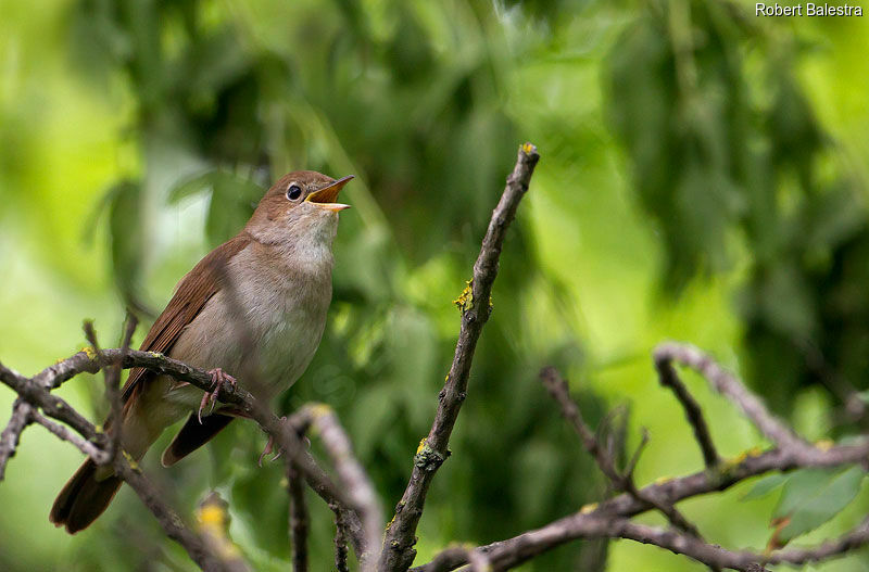 Common Nightingale