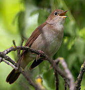 Common Nightingale