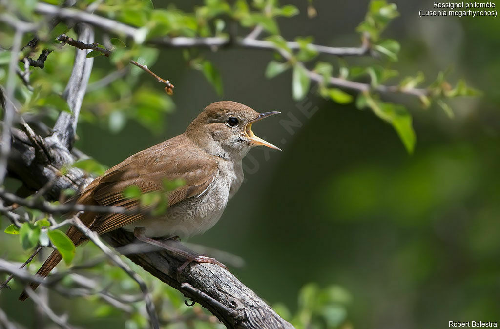 Common Nightingale