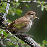 Common Nightingale