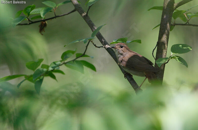 Thrush Nightingale male, song