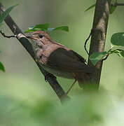 Thrush Nightingale