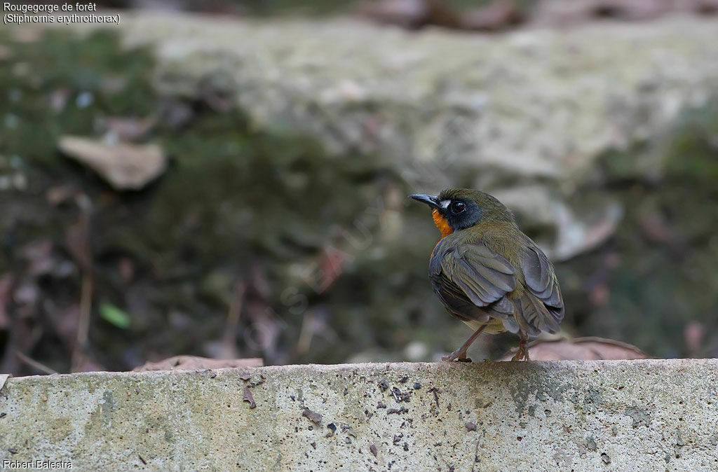 Forest Robin