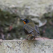 Forest Robin