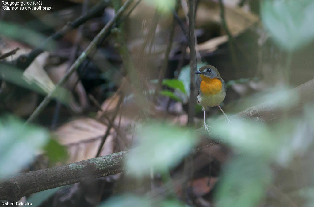 Forest Robin