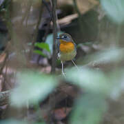 Forest Robin