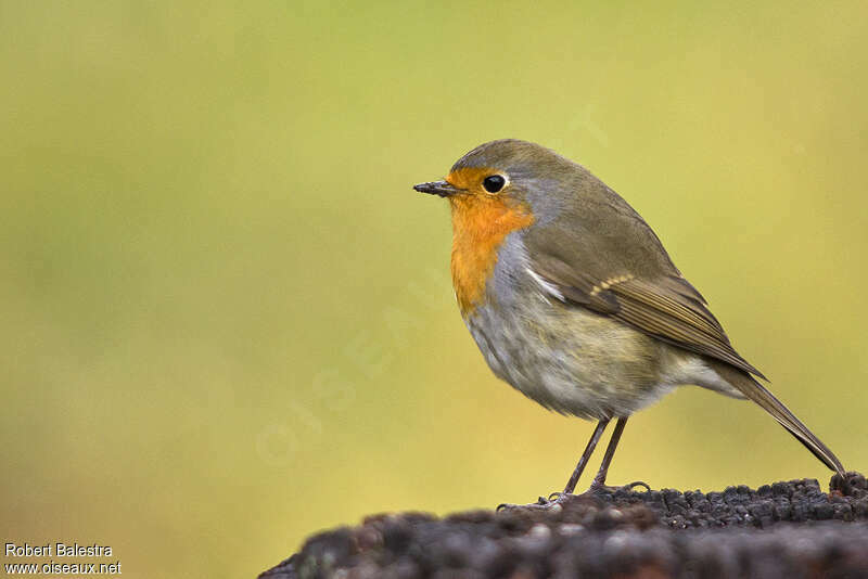 Rouge-gorge familier — Wikipédia