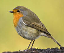 European Robin