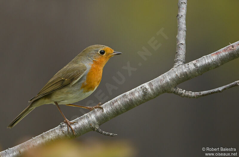 European Robin