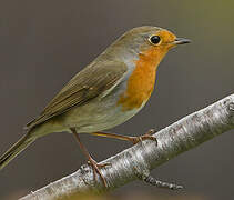 European Robin