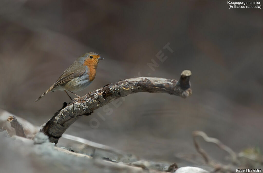 European Robin