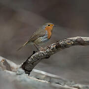 European Robin