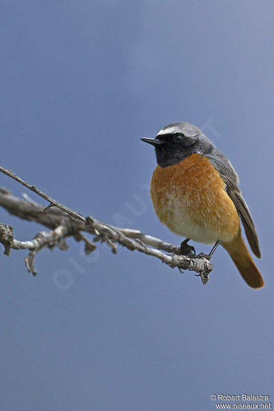 Common Redstart male adult