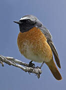 Common Redstart