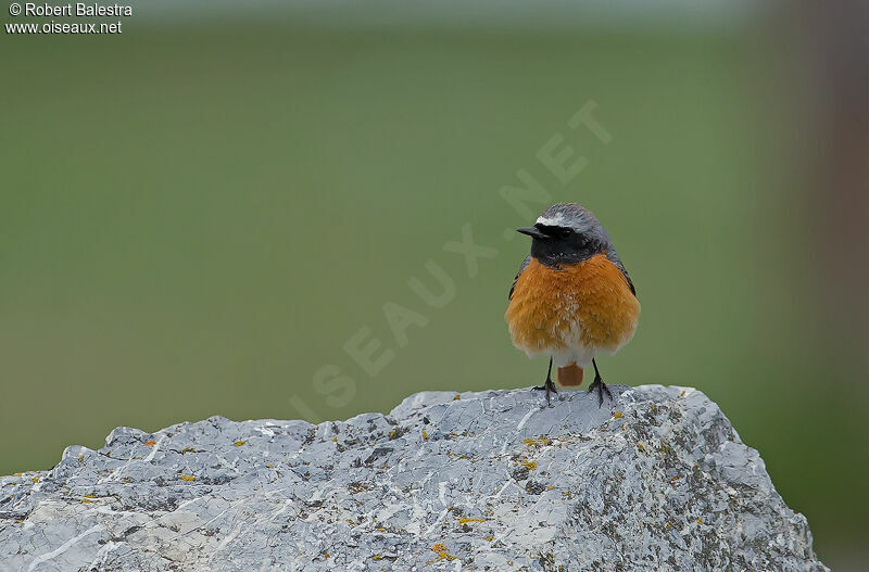 Common Redstart male adult