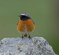 Common Redstart