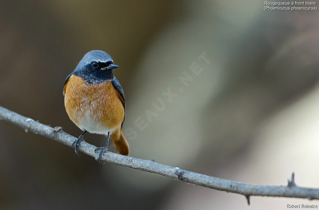 Common Redstart male