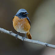 Common Redstart