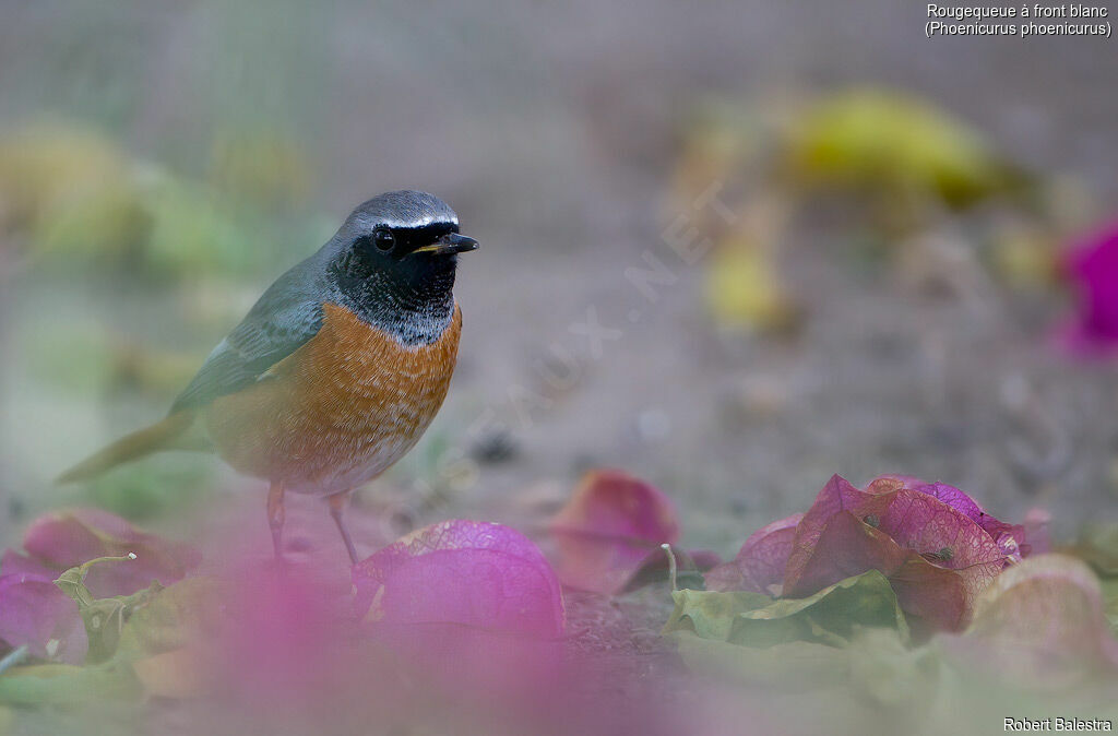 Common Redstart male