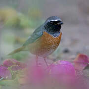 Common Redstart