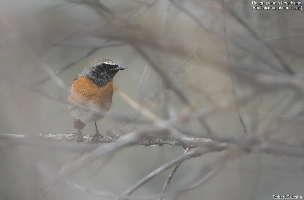 Common Redstart