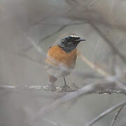 Common Redstart