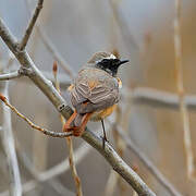 Common Redstart