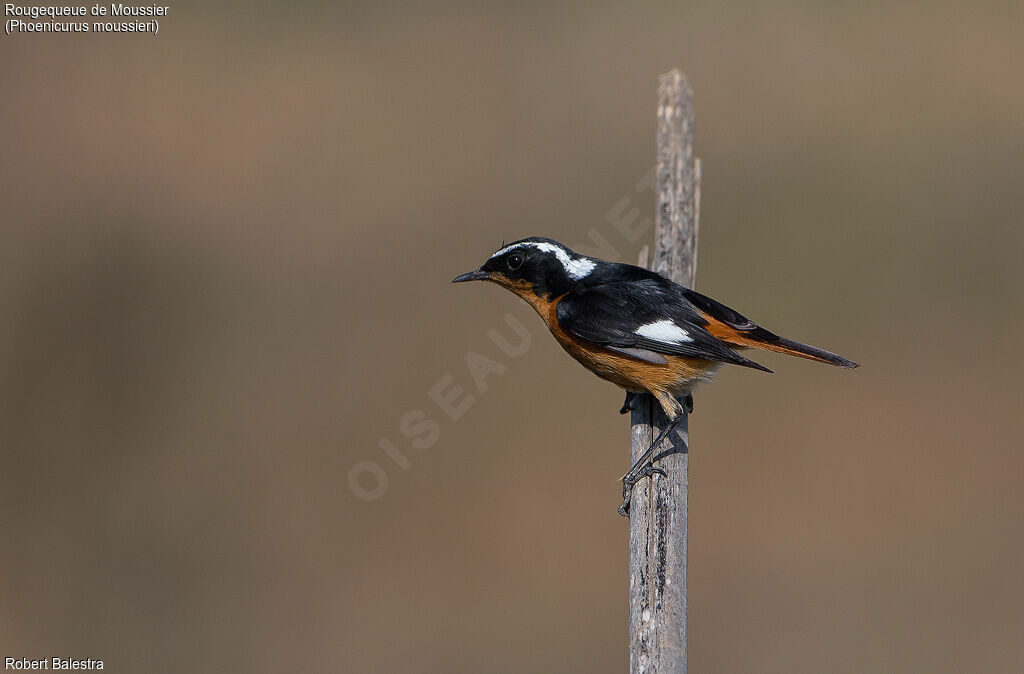 Moussier's Redstart male