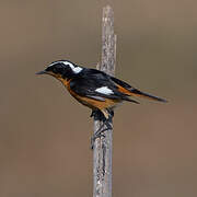 Moussier's Redstart