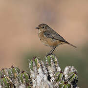 Moussier's Redstart