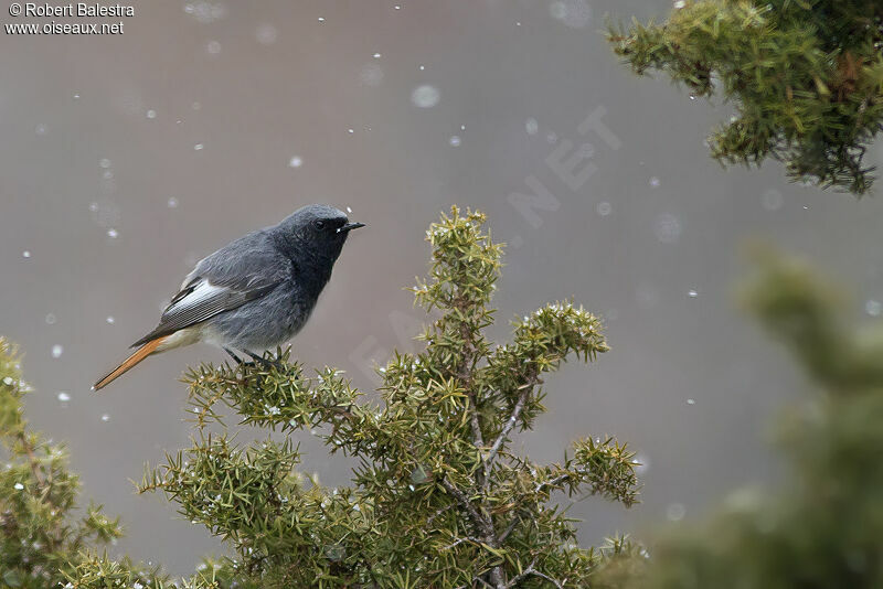 Black Redstart male adult