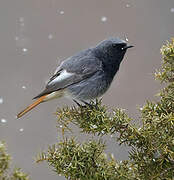 Black Redstart