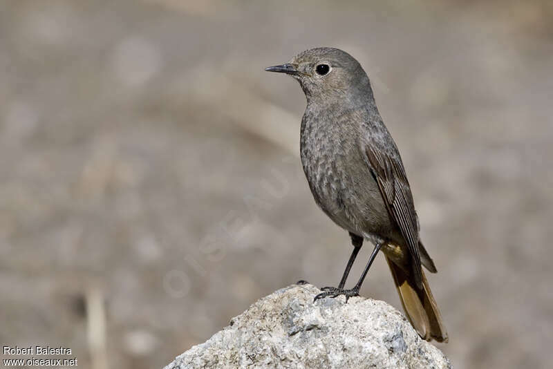 Black Redstart female adult, identification